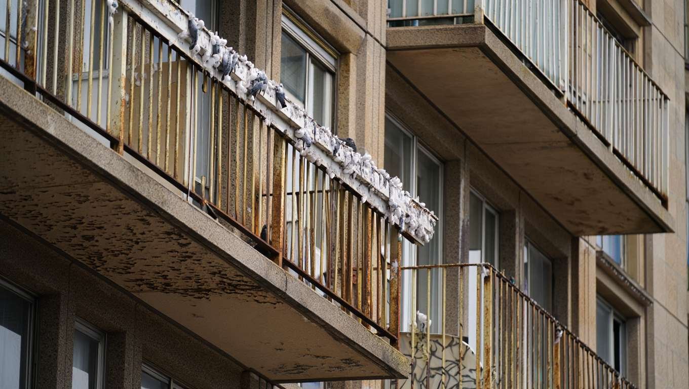 Qui paie le dépigeonnage