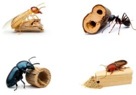 Différencier les insectes xylophages rapidement