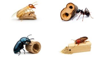 Différencier les insectes xylophages rapidement