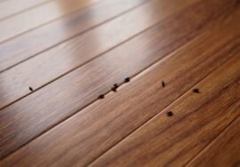 Combien coûte une désinsectisation contre les puces de plancher