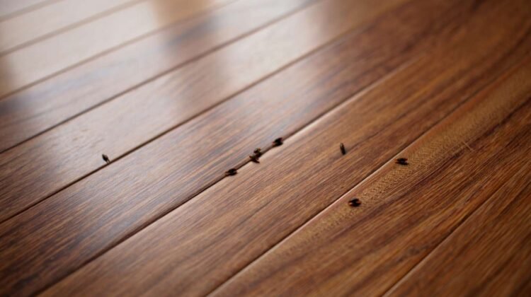 Combien coûte une désinsectisation contre les puces de plancher