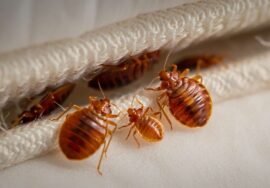 Punaises diaboliques à Strasbourg