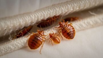 Punaises diaboliques à Strasbourg