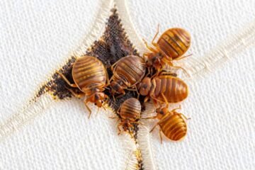 Punaises de lit dans un Airbnb : Que faire