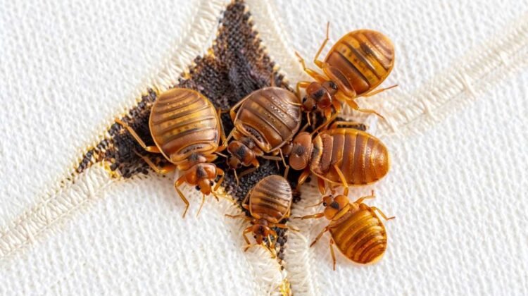 Punaises de lit dans un Airbnb : Que faire