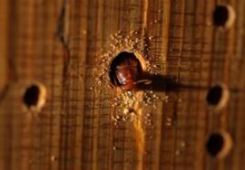 La vrillette du bois : Quels traitements ? Quels tarifs ? Nos recommandations