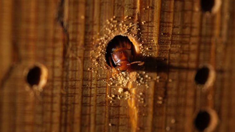 La vrillette du bois : Quels traitements ? Quels tarifs ? Nos recommandations