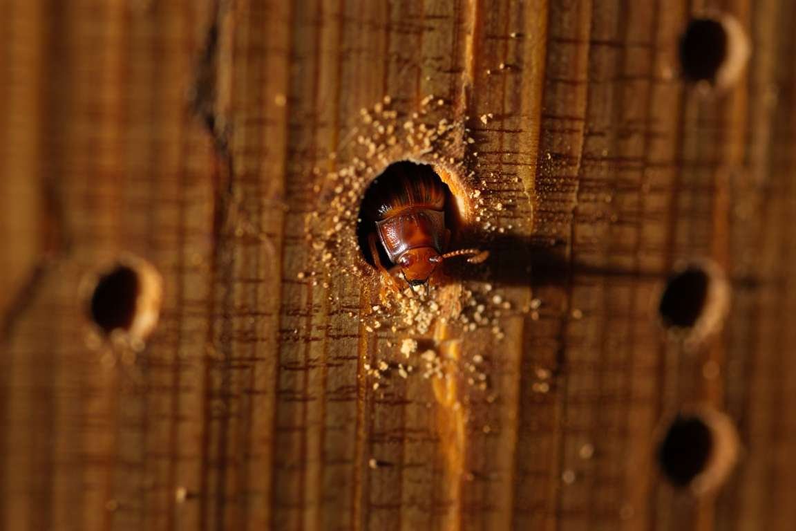 La vrillette du bois : Quels traitements ? Quels tarifs ? Nos recommandations