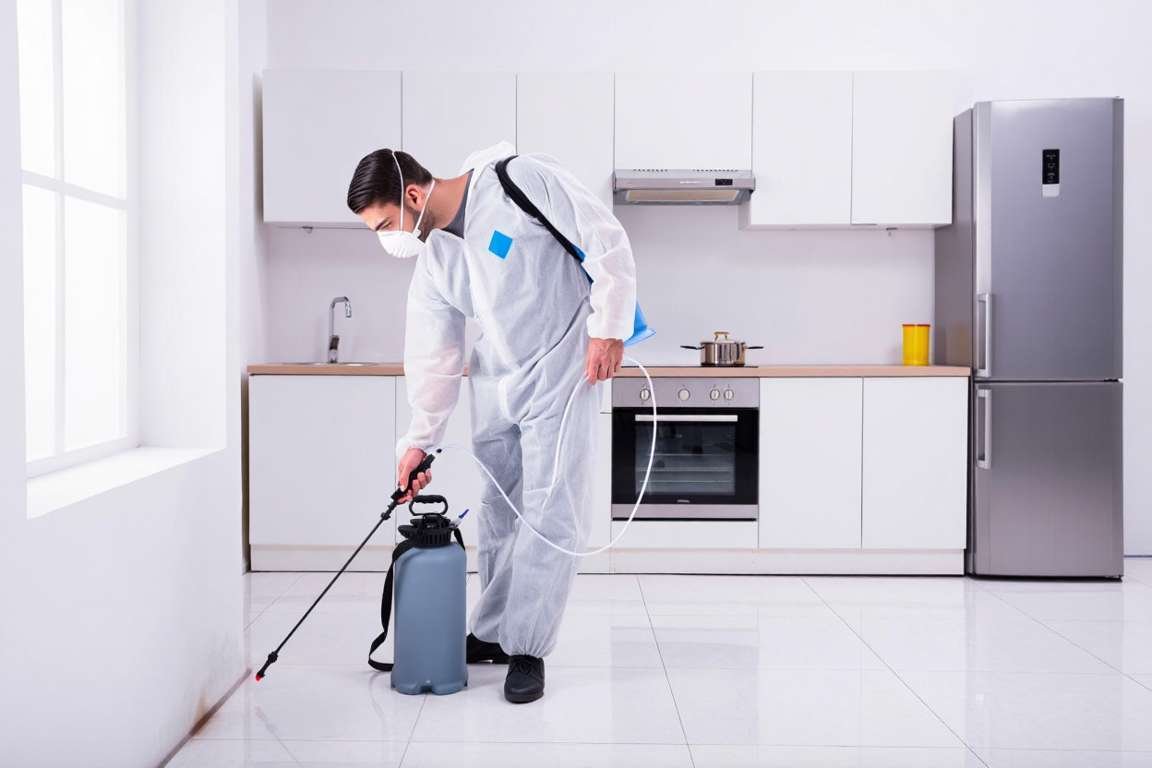 Dératisation, désinsectisation, désinfection : quels avantages fiscaux ?