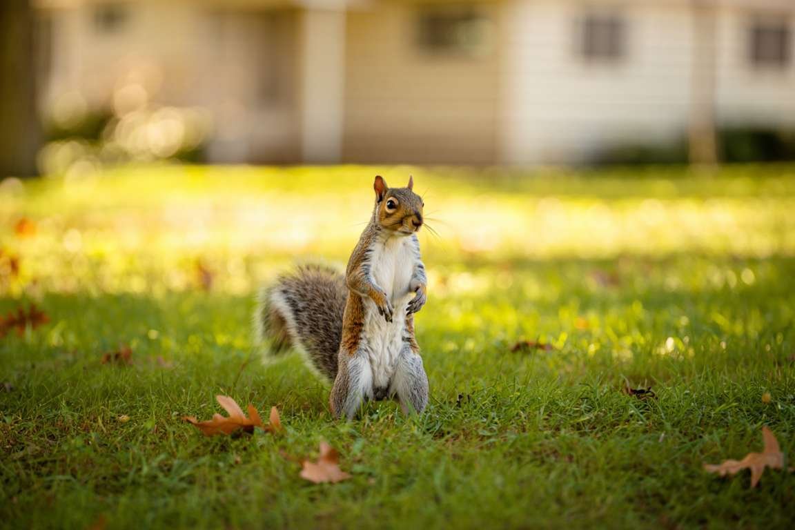Comment éloigner définitivement les écureuils