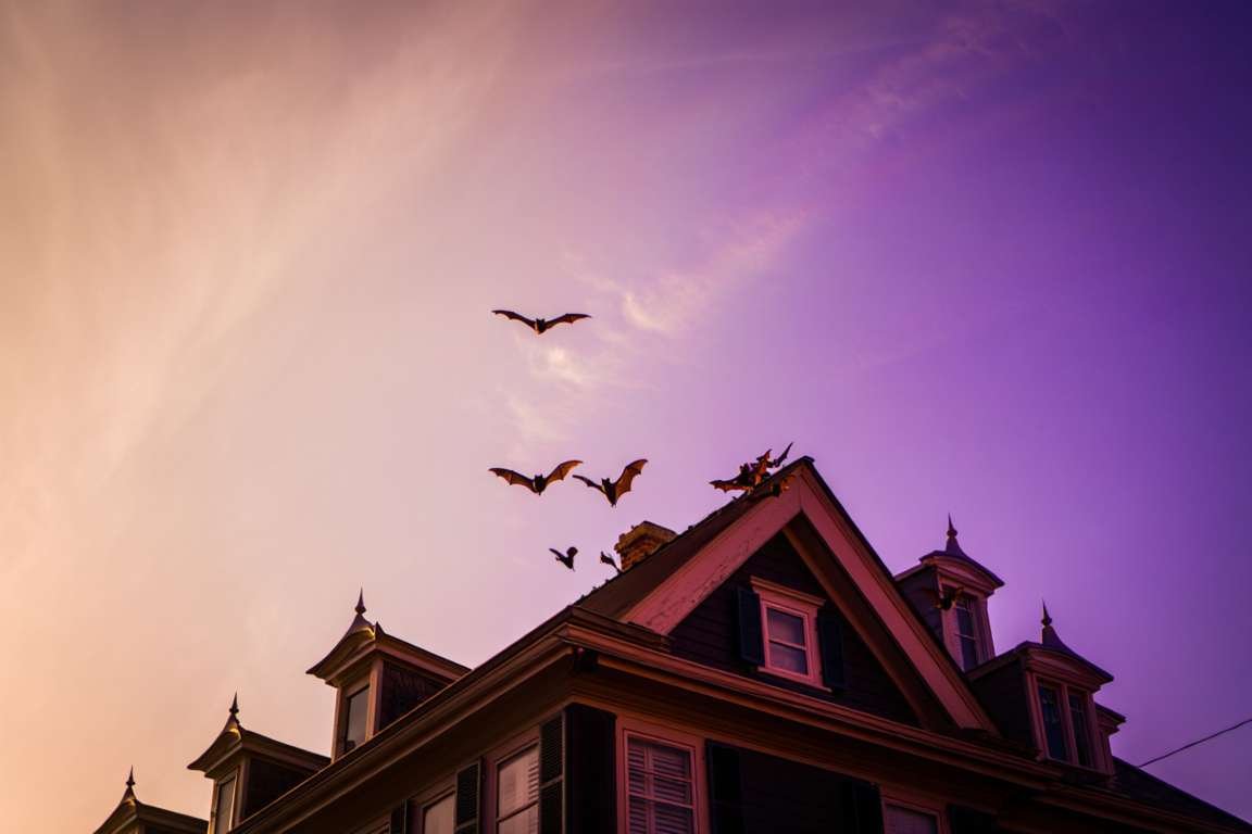 Comment faire fuir les chauves-souris