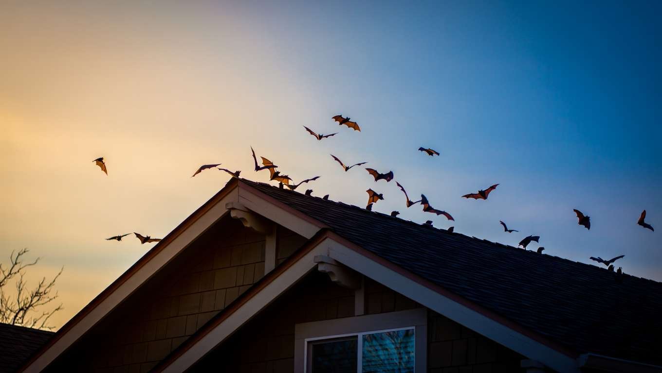 Comment faire fuir les chauves-souris
