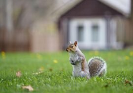 Comment éloigner définitivement les écureuils