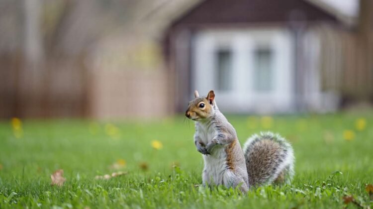 Comment éloigner définitivement les écureuils