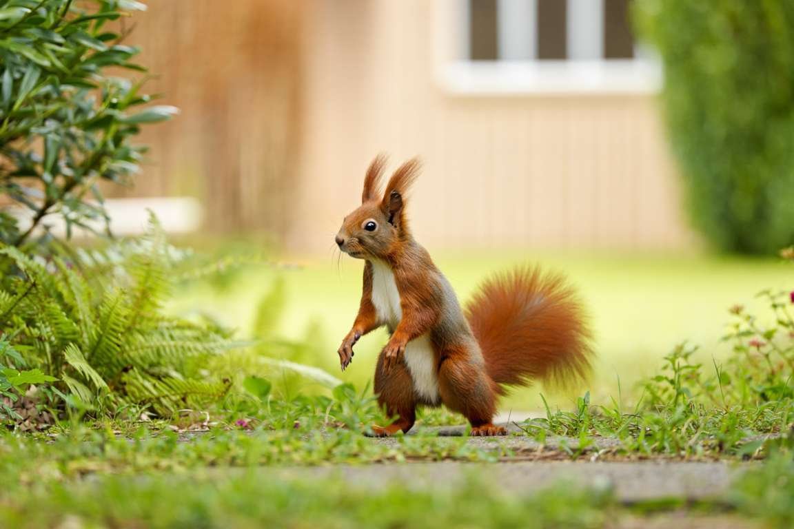 Comment éloigner définitivement les écureuils