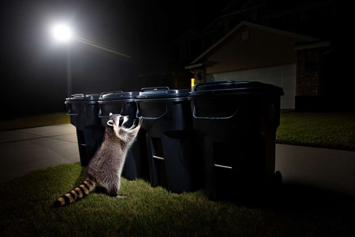 Comment éloigner les ratons laveurs de la maison 