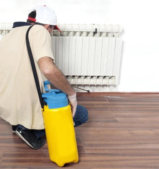 deratisation-strasbourg